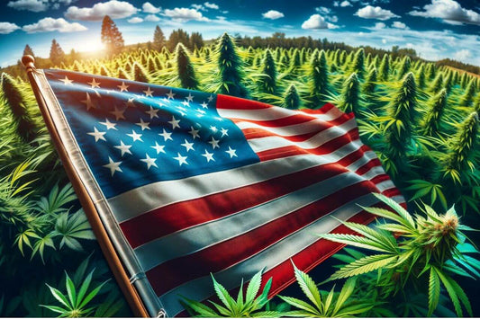 Flagge inmitten eines Cannabisfeldes